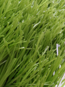 运动类草坪——XTS2501